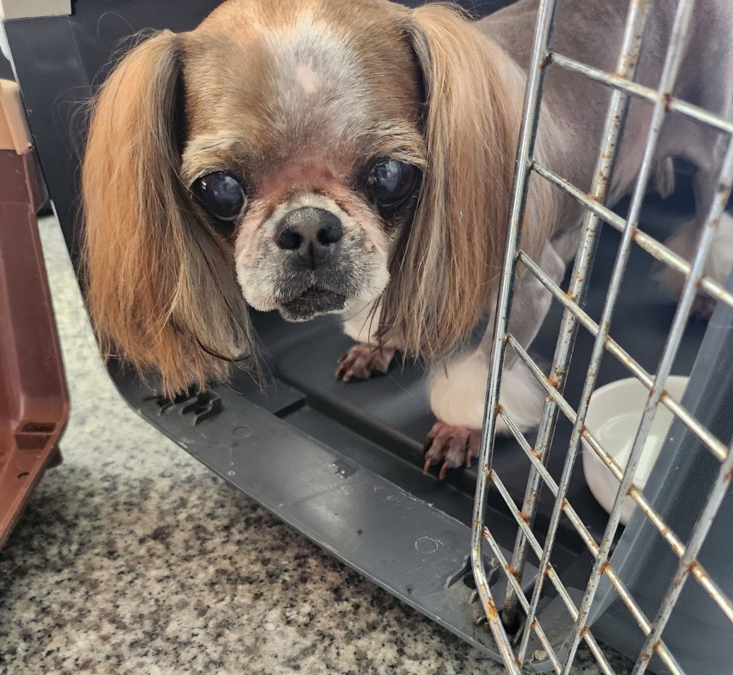 울산유기동물보호센터_431371202300445